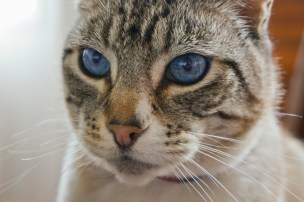 cat with blue eyes