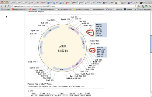 figure showing the cloning vector's genetic map