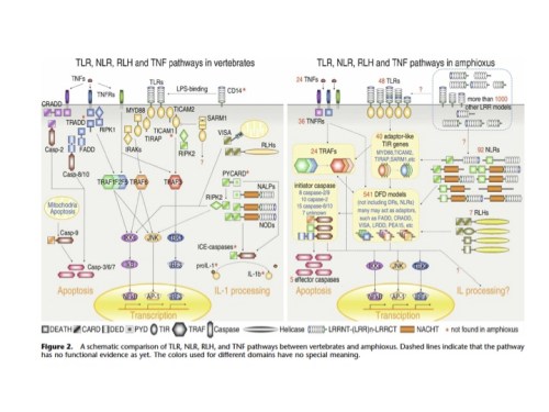 Slide showing a comparison between amphibian and vertebrate immune systems