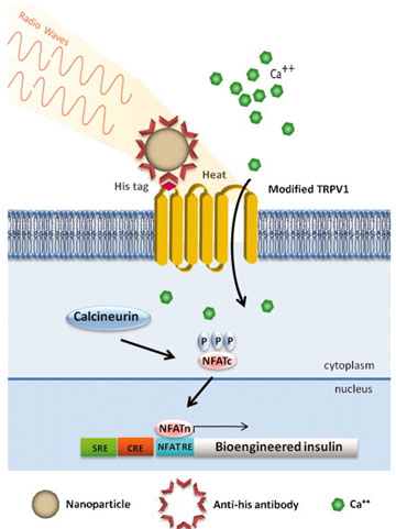 BioTechniques - Remote-Controlled Gene Expression