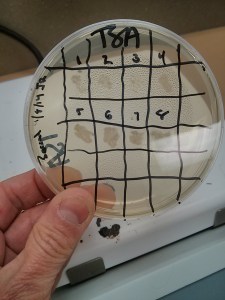 One of the student pick-and-patch masterplates